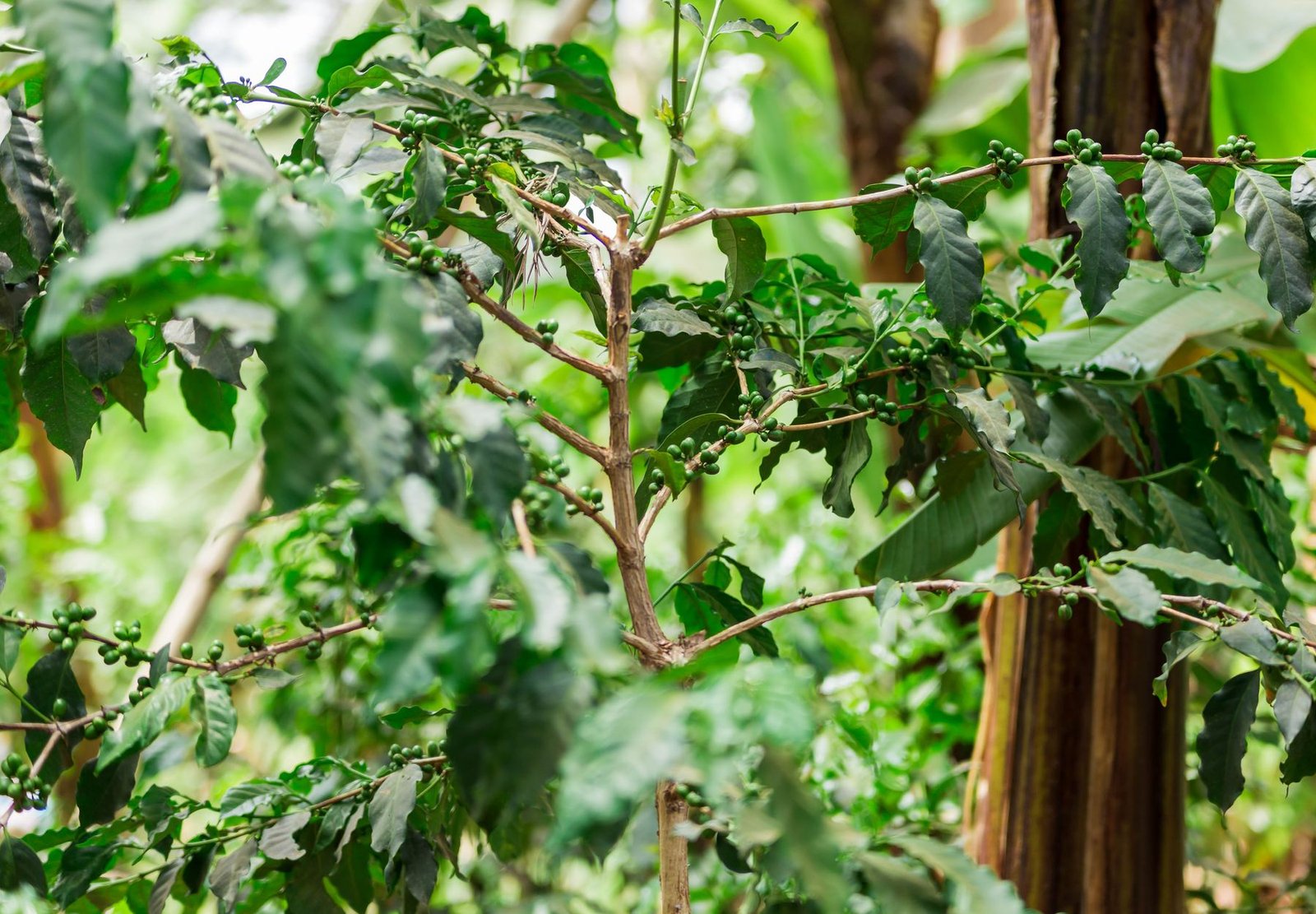 Coffee project Machame